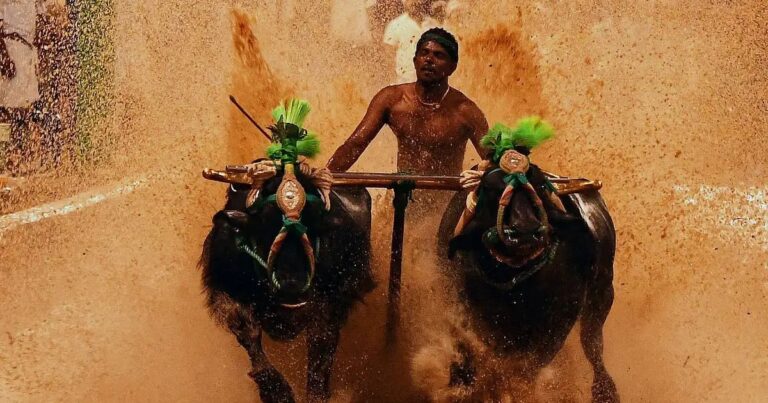 ಬೆಂಗಳೂರು ಕಂಬಳ:ಕರಾವಳಿ ಮೂಲದ ಸಿನಿಮಾತಾರೆಯರು ಭಾಗಿಯಾಗಲಿರುವರು ಎಂದು ಮಾಹಿತಿ ನೀಡಿದ ಉಮೇಶ್ ಶೆಟ್ಟಿ