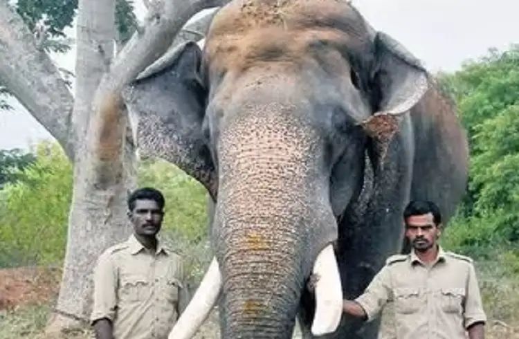 ಆನೆ ಸೆರೆ ಕಾರ್ಯಾಚರಣೆ ವೇಳೆ ಕಾದಾಟದಲ್ಲಿ ಕೊನೆಯುಸಿರೆಳೆದ ಅರ್ಜುನ ಆನೆ